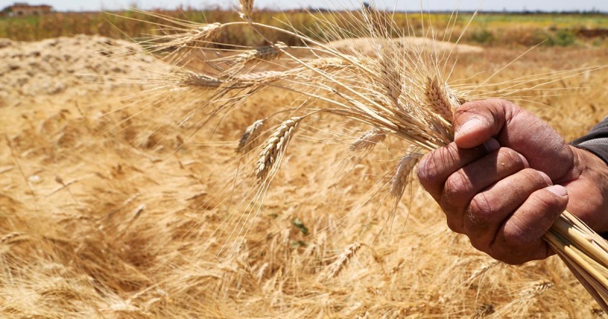 شحّ المياه يهدّد المحاصيل الإستراتيجية بريف الحسكة.. الفلاحون يتجهون لزراعة الأشجار المثمرة