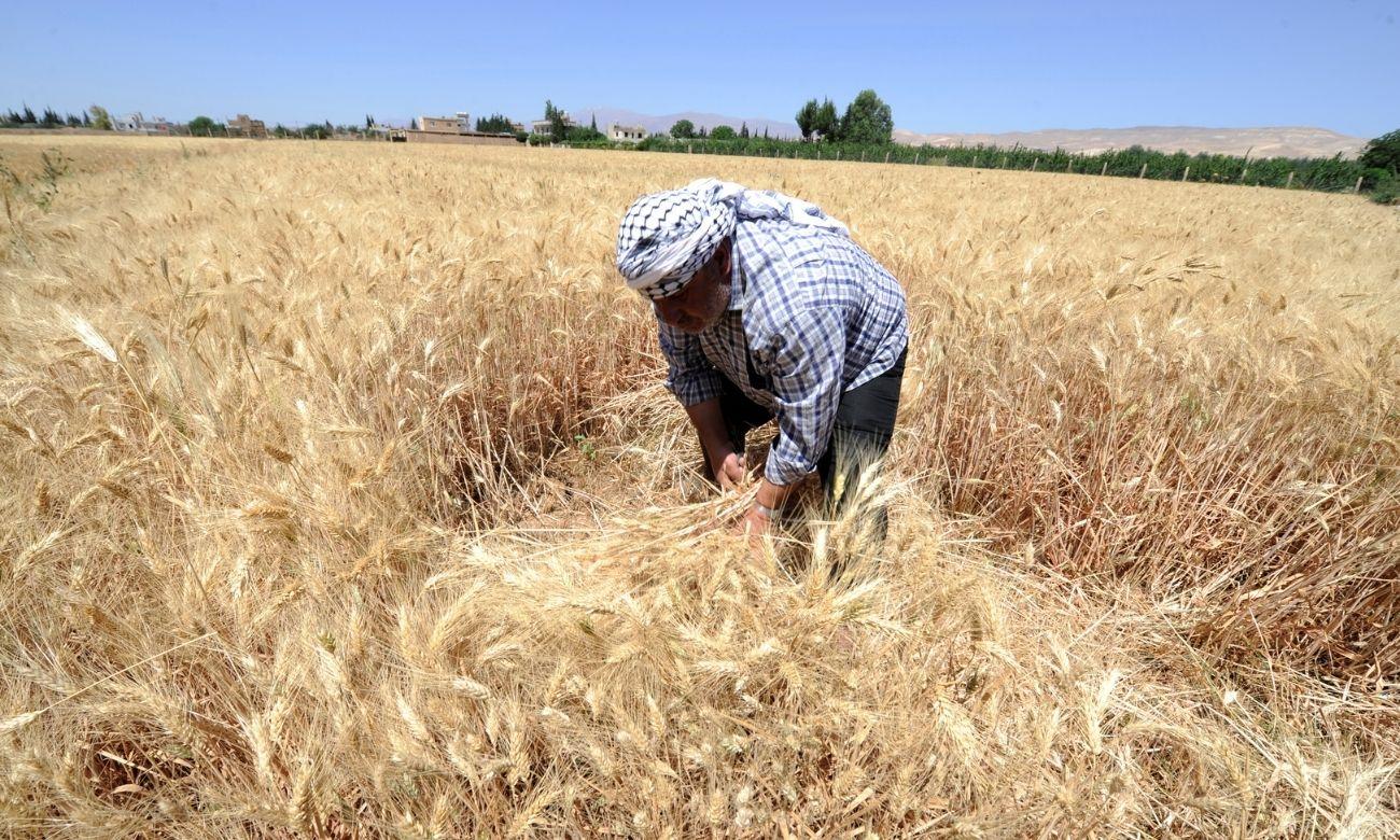 المجالس المحلية في نبع السلام تخطط لشراء 60 ألف طن قمح من الفلاحين