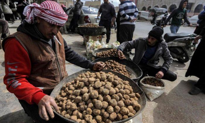 نيويورك تايمز: قوات النظام السوري تبتز العاملين بجمع الكمأة شرق سوريا