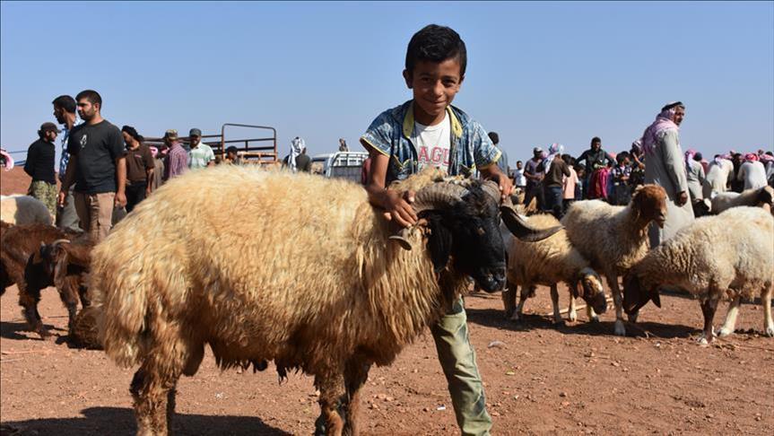 أسعار الأضاحي تُسجِّل ارتفاعاً كبيراً في مناطق سيطرة النظام السوري